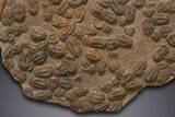 Mortality Plate Of Large Asaphid Trilobites - Museum Display #322786-3